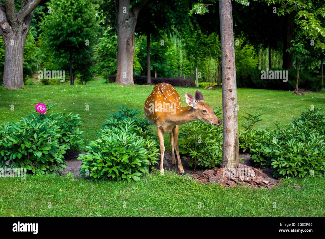 Un fauve dans un lit de fleurs d'un jardin parmi les fleurs d'un lit de jardin près d'un arbre avec une gueule d'écorce est un animal sur l'herbe verte du parc sur une somme Banque D'Images