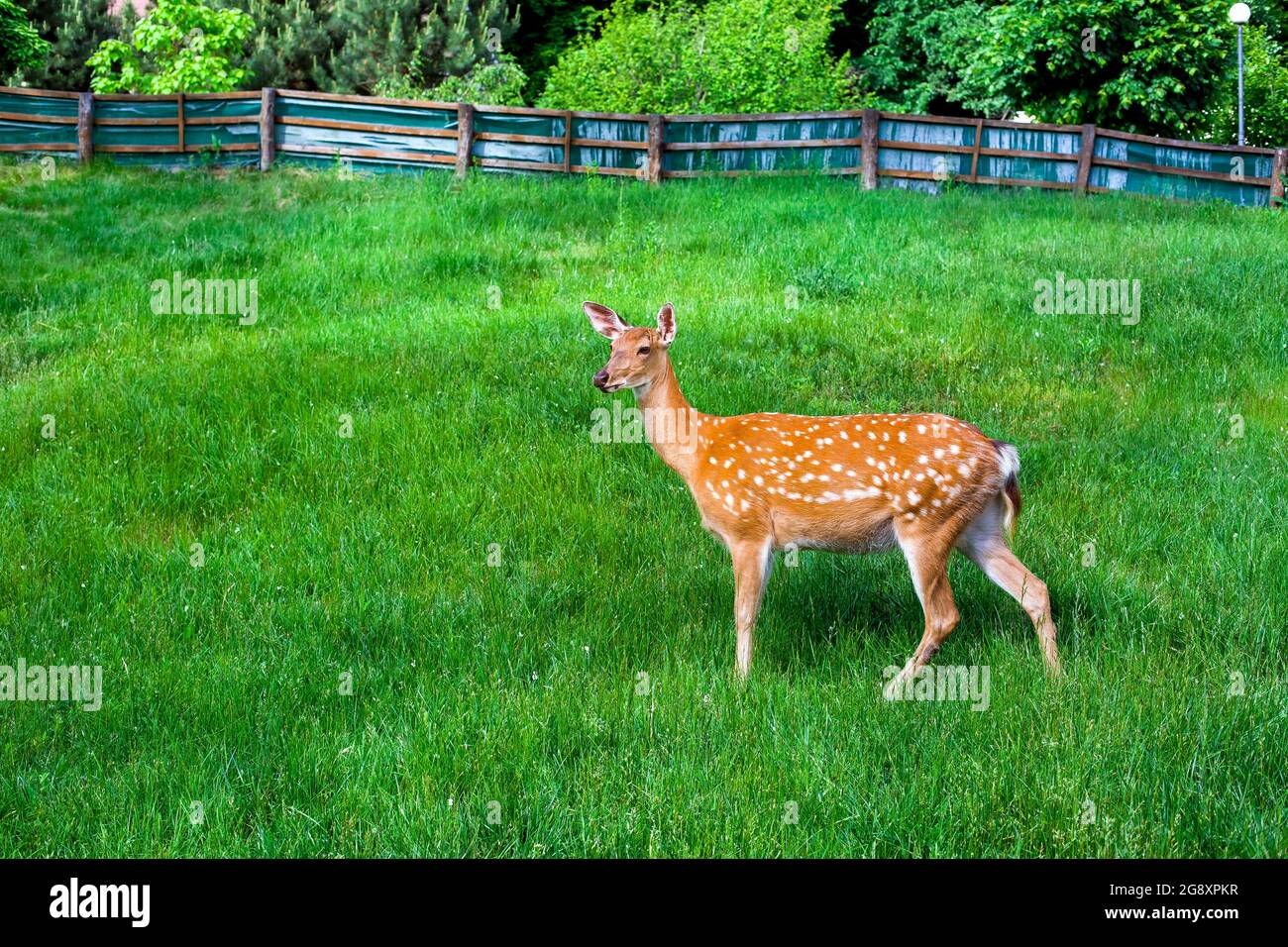 un jeune cerf marche sur une pelouse verte sur la pente d'une réserve naturelle avec un paysage vallonné et une clôture pour protéger les espèces rares de fauve d'animaux sauvages dans Banque D'Images