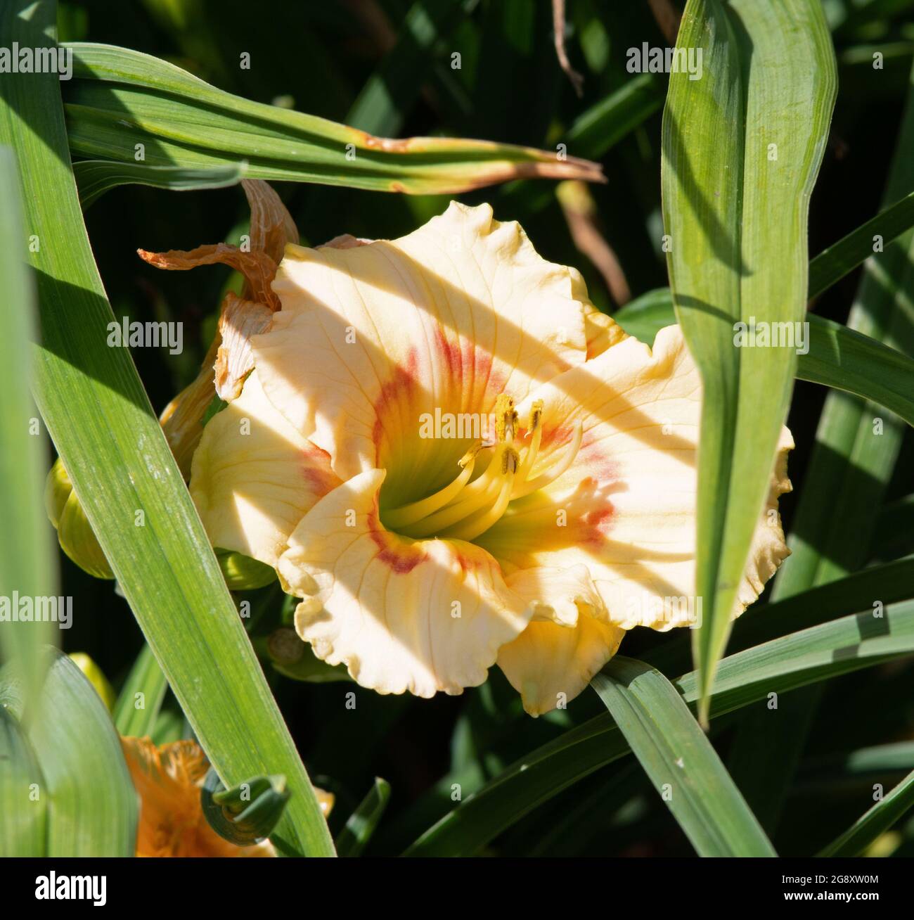 Bébé de rêve Hemerocallis Siloam Banque D'Images