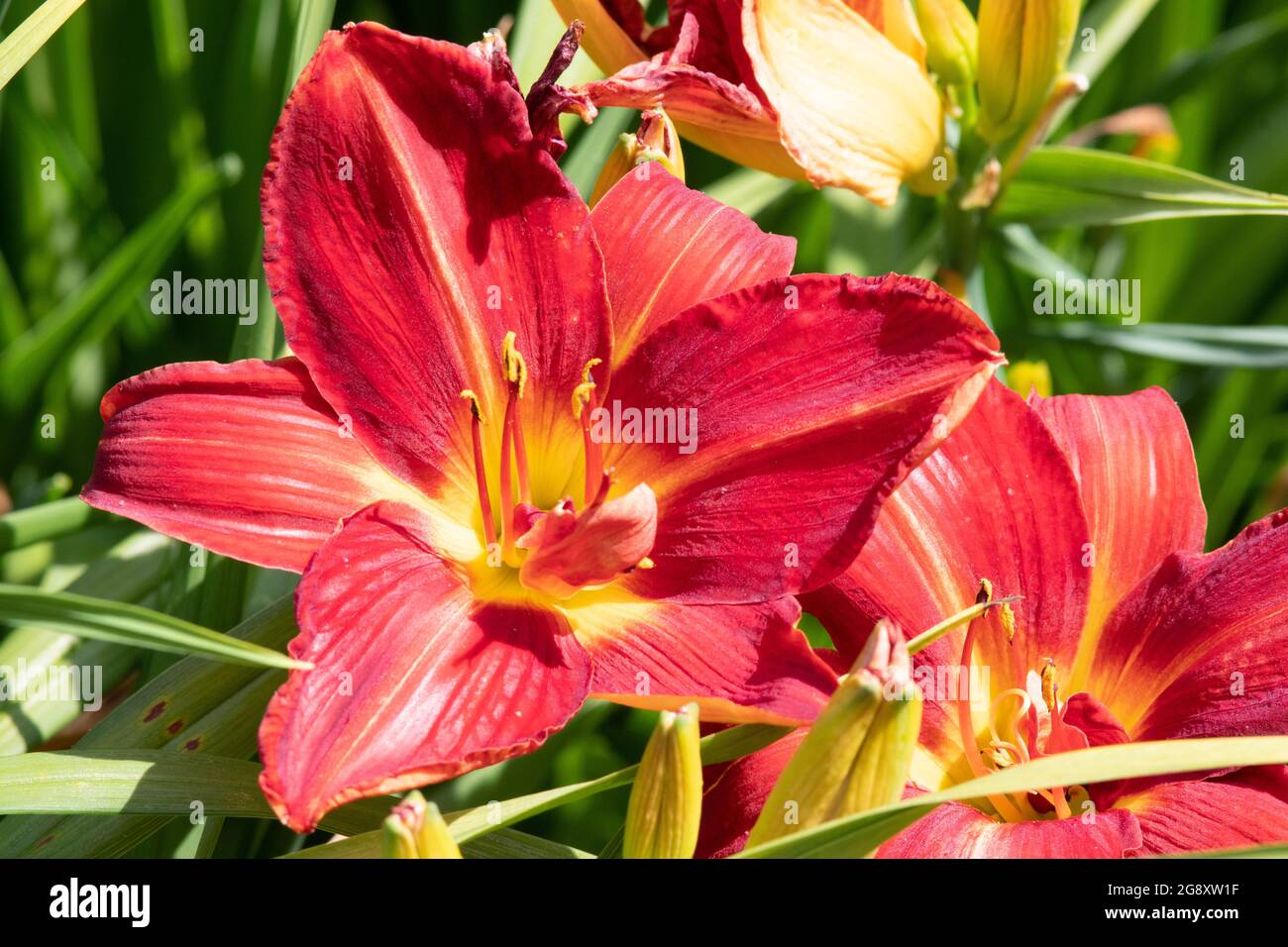 Hemerocallis soleil du matin Banque D'Images