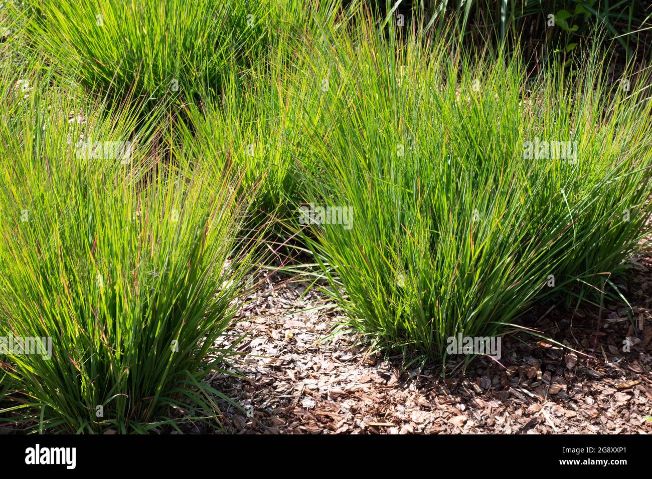 Miscanthus sinensis Malepartus Banque D'Images