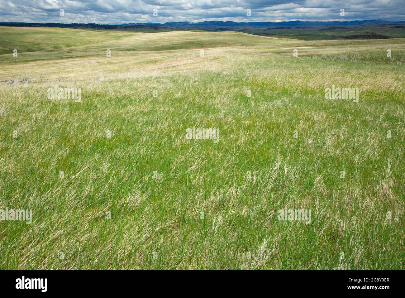Les prairies, Little Bighorn Battlefield National Monument, Montana Banque D'Images
