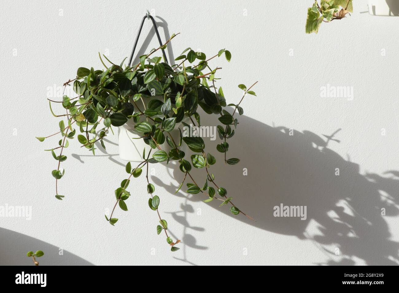 Plante verte dans un pot suspendu sur un mur blanc. Banque D'Images