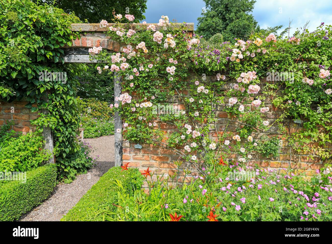 Une rose en plein essor, Rosa 'Phylis Bide', qui grandit autour d'une porte ou d'une porte dans un mur de briques dans les jardins de Wollerton Old Hall Banque D'Images