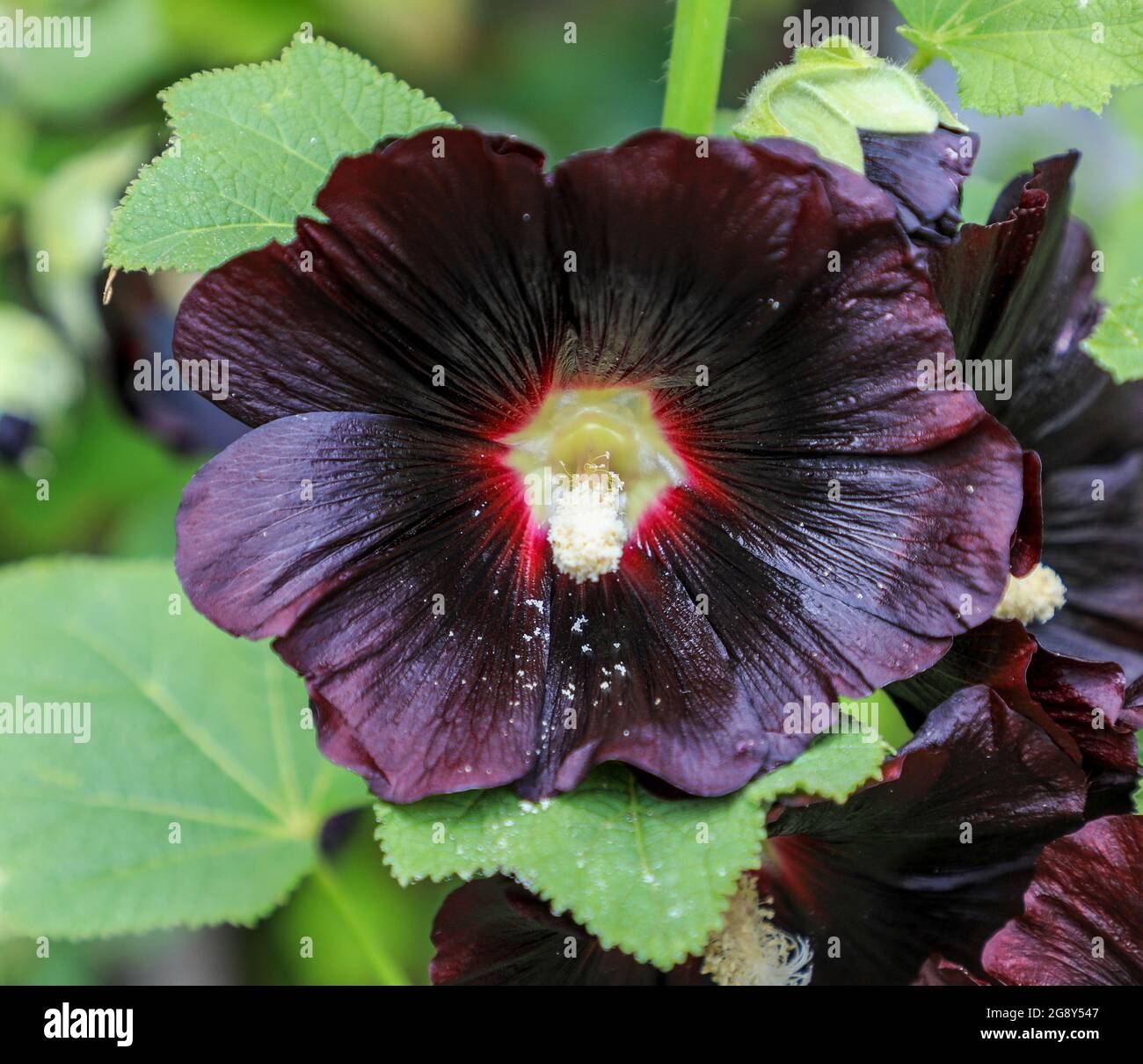 Les fleurs sombres d'une plante 'Nigra' de Black Hollyhock (Alcea rosea), Angleterre, Royaume-Uni' Banque D'Images