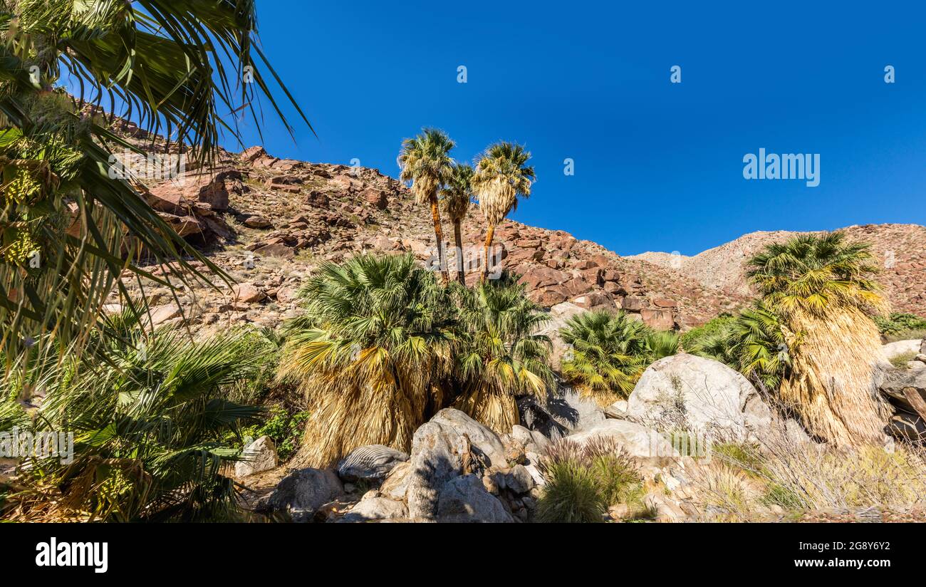 Oasis de palmiers le long d'une crique dans le parc national d'Anza Borrego, Californie Banque D'Images