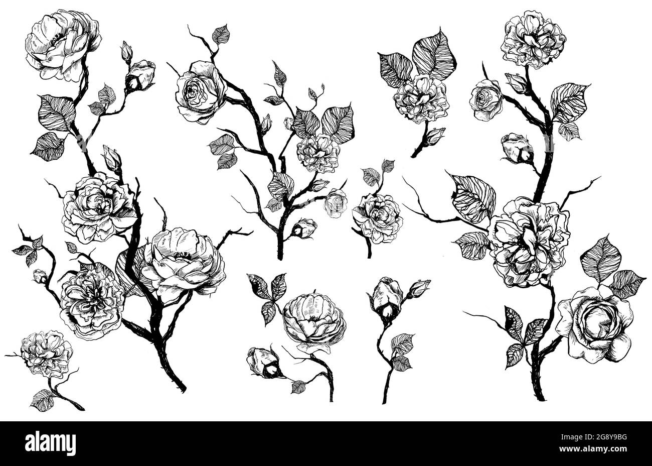 Ensemble de fleurs graphiques dessinées à la main avec roses et feuilles. Éléments isolés sur fond blanc Banque D'Images