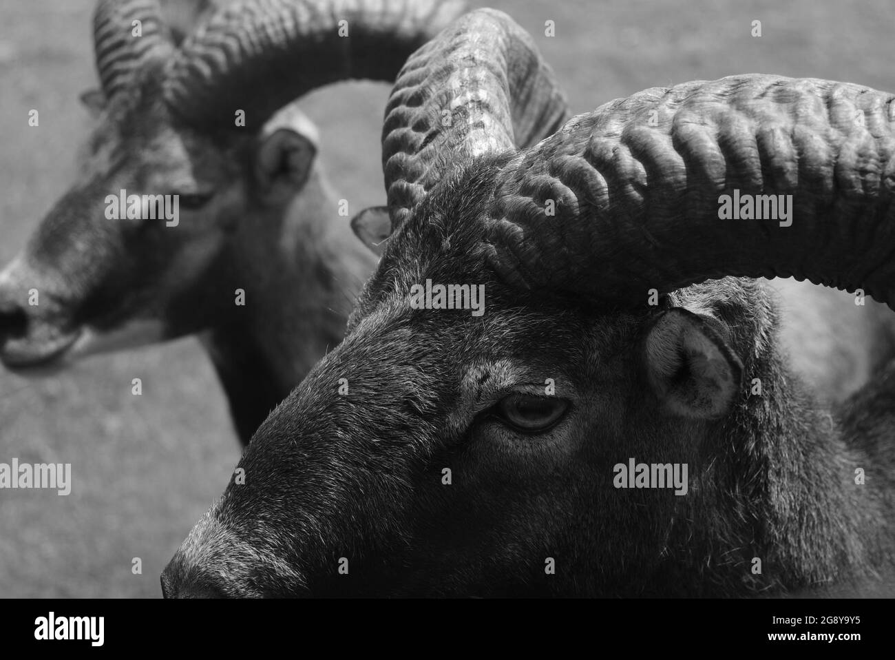 Mouflon à manchettes Banque D'Images