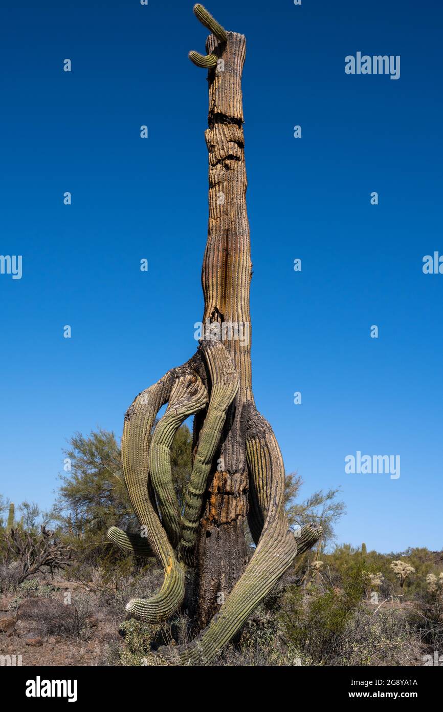 Mourant de cactus saguaro (Carnegiea gigantea) avec de gros bras coulants Banque D'Images