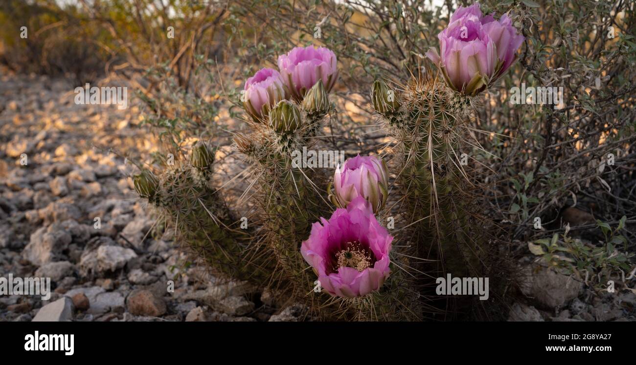 Cactus de hérisson magenta en fleurs, Echinocereus, fleurs Banque D'Images