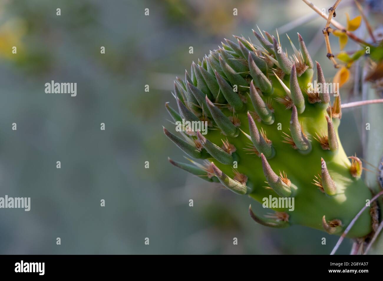 Nouvelle croissance sur la tige de cactus de poire pickly avec les détails des épines Banque D'Images