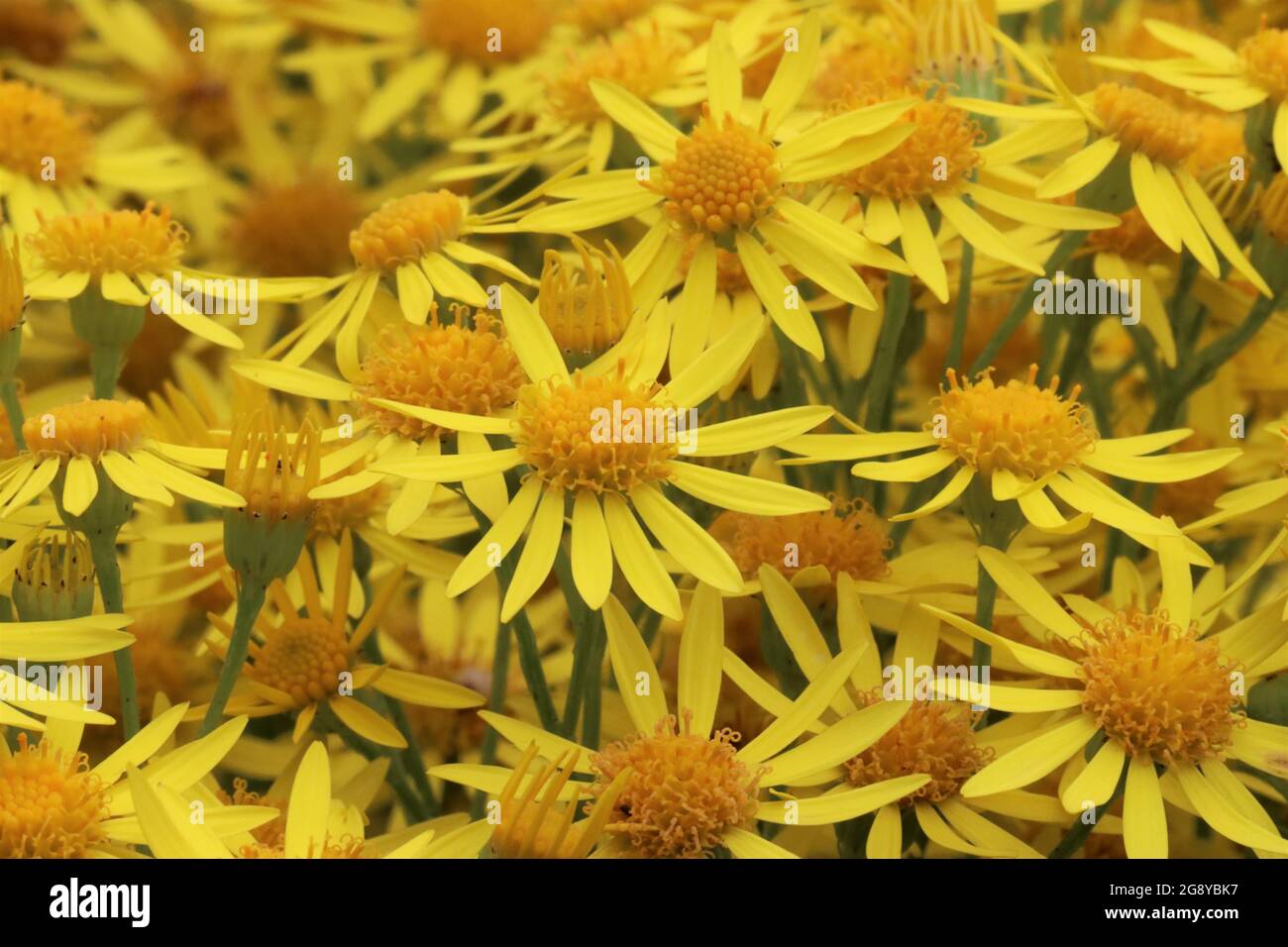 Belles fleurs jaunes de Jacobaea vulgaris Banque D'Images