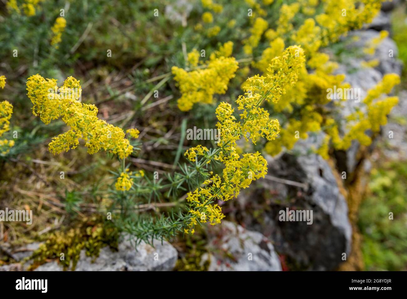 Paille de lit de dame ou Galium Verum Banque D'Images