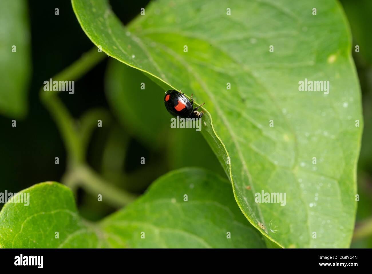 Harmonia axyridis, ville d'Isehara, préfecture de Kanagawa, Japon Banque D'Images