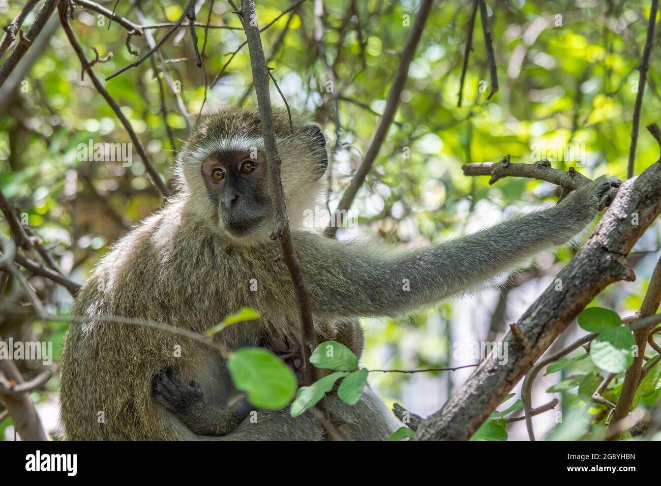 Un singe de Vervet assis sur un arbre à la chute d'eau Victoria, Zambie, sélectionné Focus Banque D'Images