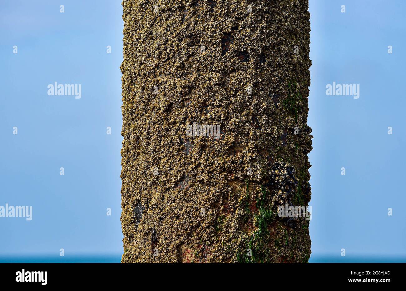 Des barnacles sur la route des piliers de West Pier abandonnée à Brighton Sussex, Royaume-Uni Banque D'Images