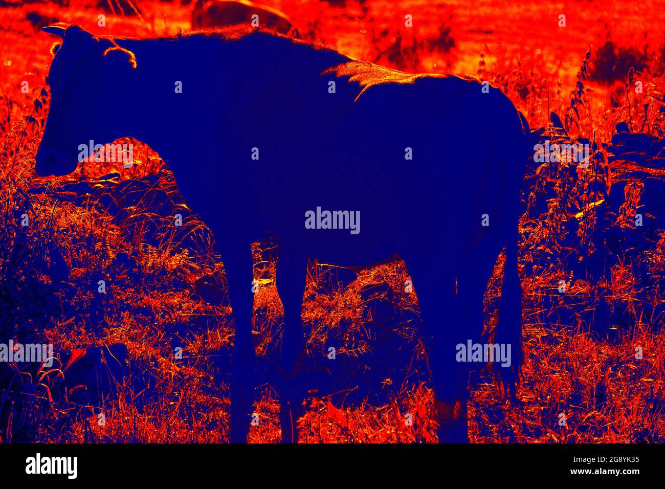 Le bétail à cornes broutage dans une caméra thermique scientifique de haute technologie sur fond de nuit Banque D'Images