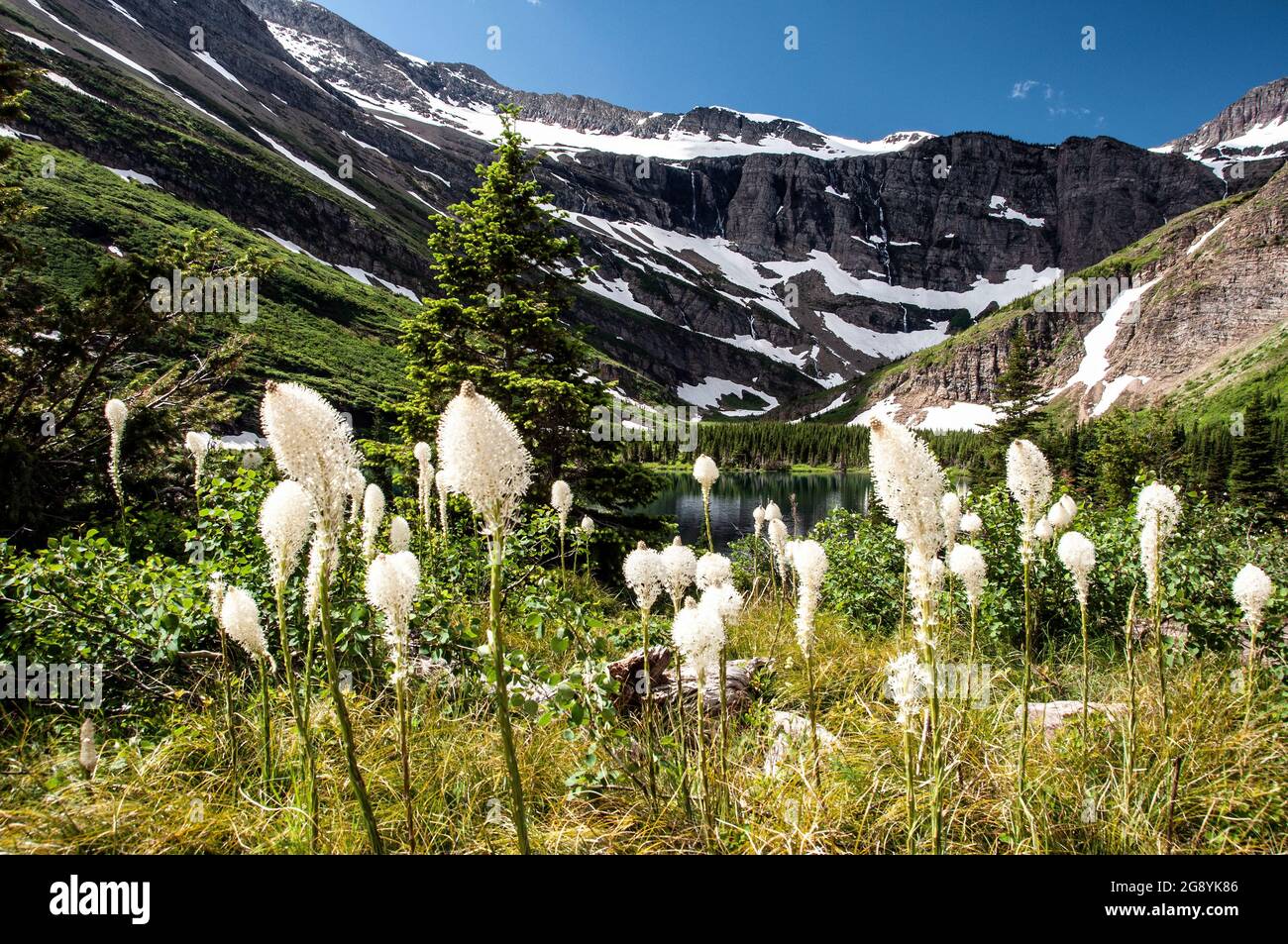 Lac Bullhead, vallée de SwiftCurrent, champ d'herbe à barbe en fleur, zones de neige éparpillées sur les pistes de montagne au-delà, parc national des Glaciers, Montana Banque D'Images