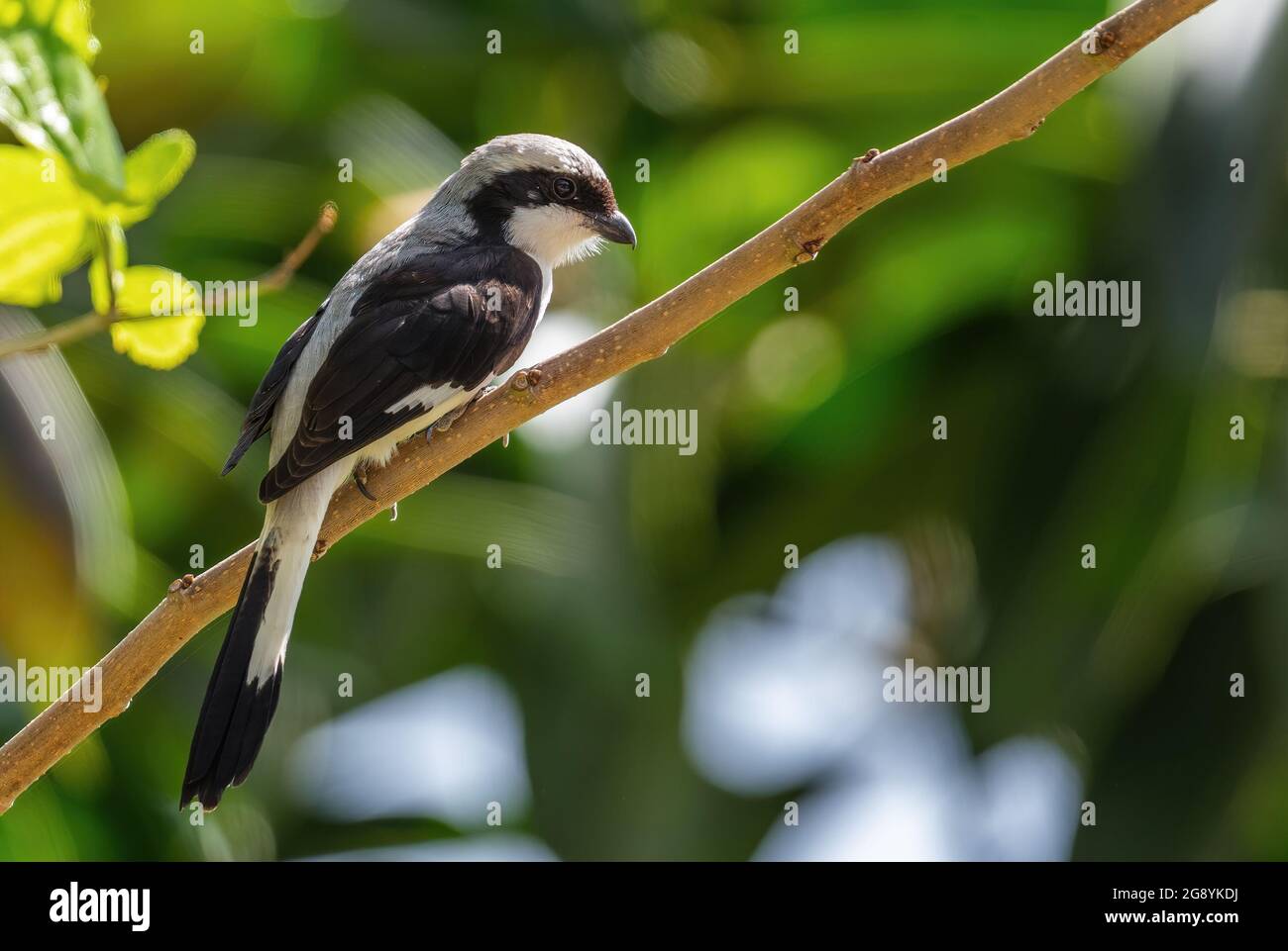 Fiscal à dos gris - Lanius excubitoroides, beau grand oiseau perching des buissons et des bois africains, lac Ziway, Ethiopie. Banque D'Images
