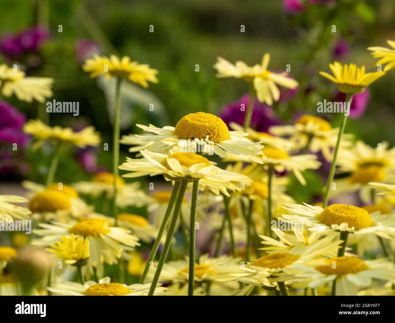 Pâquerette jaune comme des fleurs de Leucanthemum Superba Banana crème, communément appelé la pâquerette Shasta. Banque D'Images