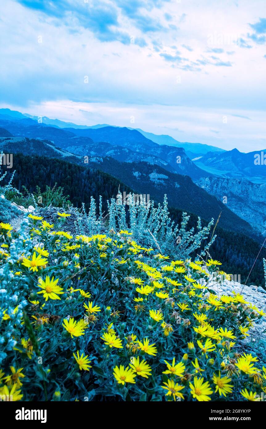 Fleur sauvage de Balsamroot en fleur, parc national des Glaciers, Montana Banque D'Images