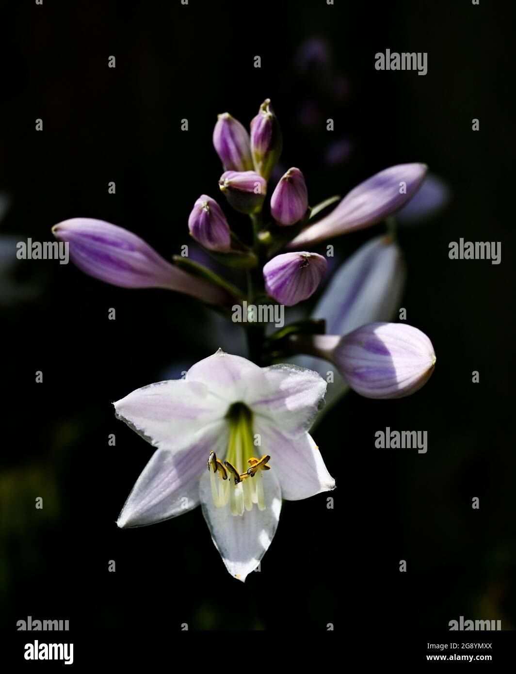 HostA plante fleurit dehors dans un petit jardin urbain en été - plante lys asperges Banque D'Images