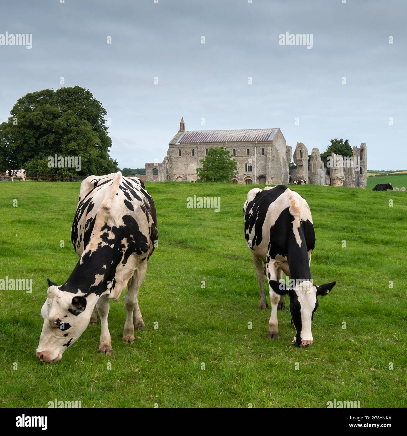 Vaches paître sur l'herbe devant les restes du Prieuré de Binham près de Fakenham dans le nord de Norfolk. Les ruines sont adjacentes à l'église du Prieuré de Sainte Marie. Banque D'Images