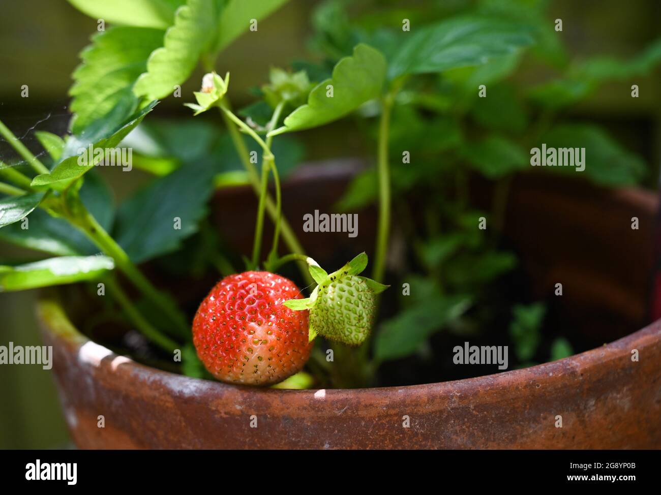 Cultivez votre propre variété de fraises mûrisantes Hapil dans un pot Banque D'Images