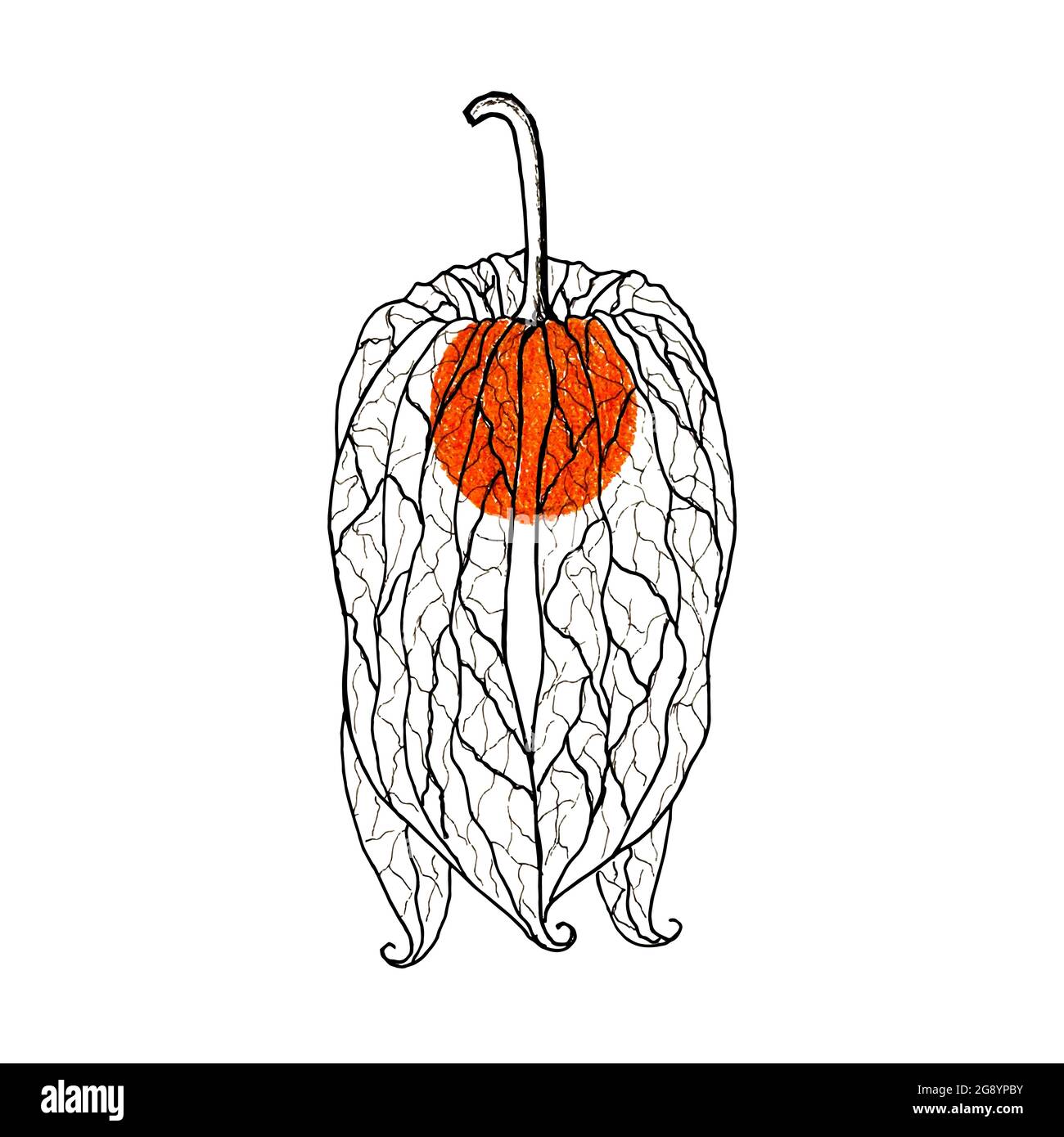 Vecteur physalis noir et blanc dessiné à la main avec baie orange à l'intérieur, baie dorée, croquis, tracé automatique. Illustration vectorielle Illustration de Vecteur