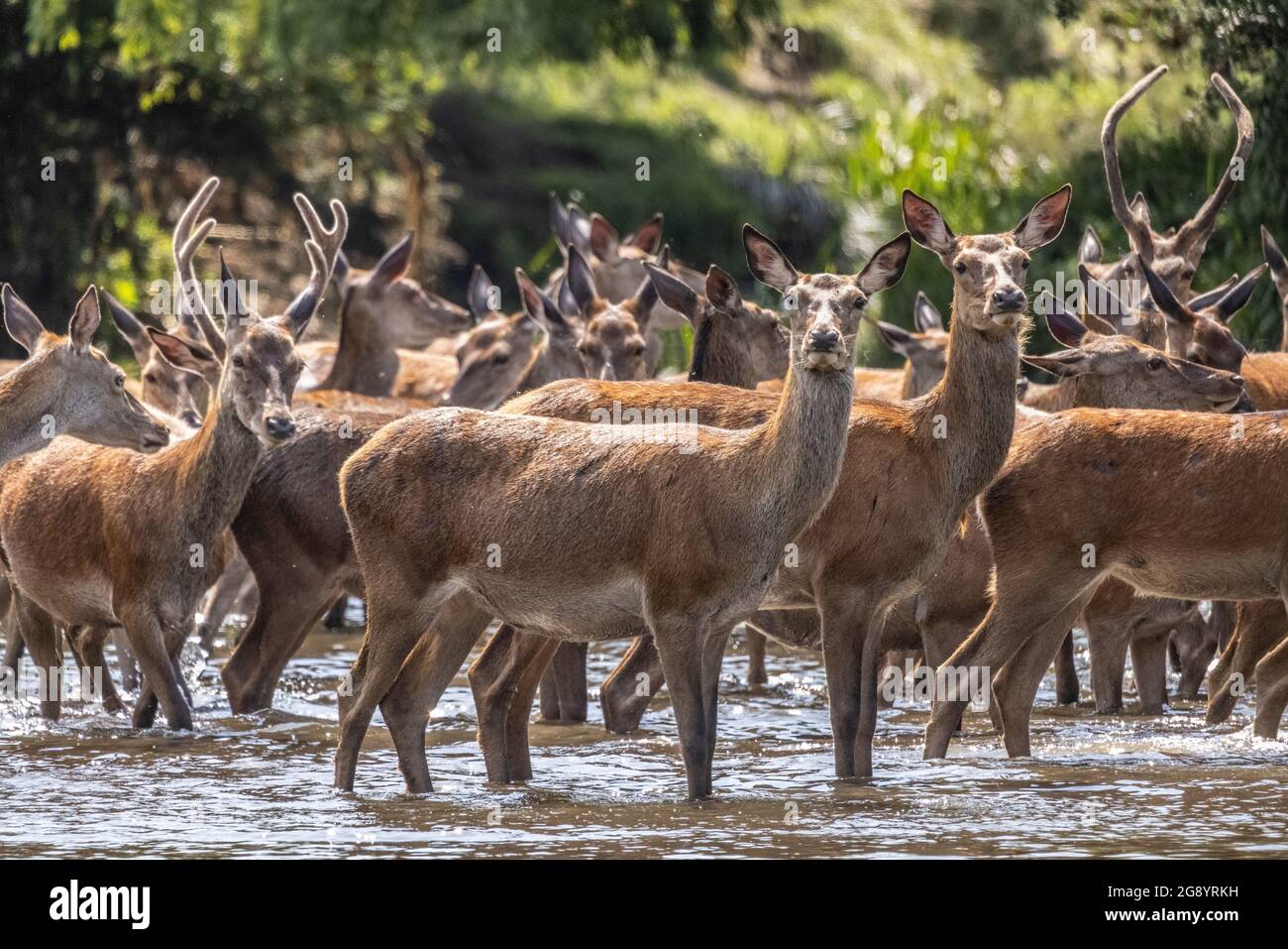 Les cerfs chauds et dérangés se rafraîchissez dans le ruisseau Beverley de Richmond Park. La réserve abrite 630 cerfs rouges et de jachère qui ont librement roulé depuis 1637. Banque D'Images