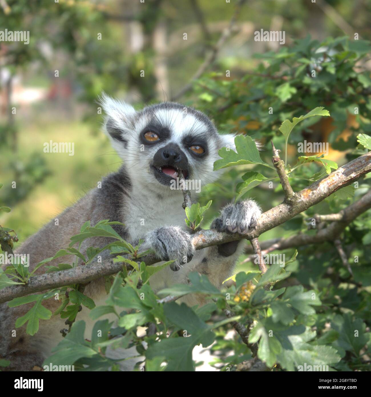 Lémuriens à queue de bébé se nourrissant dans un arbre à Peak Wildlife Park Banque D'Images