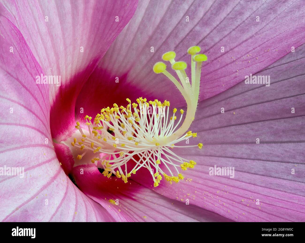 Vue macro du centre de la fleur d'hibicus montrant plusieurs étamines et anthères avec des grains de pollen et cinq branches de pistil witl stigmas flous. Banque D'Images