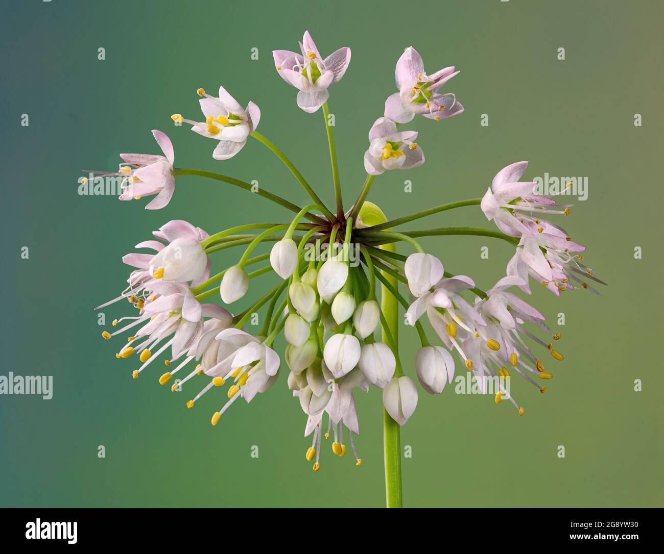 Vue macro de la tête de fleur de l'oignon nouveau (Allium cernuum). Banque D'Images