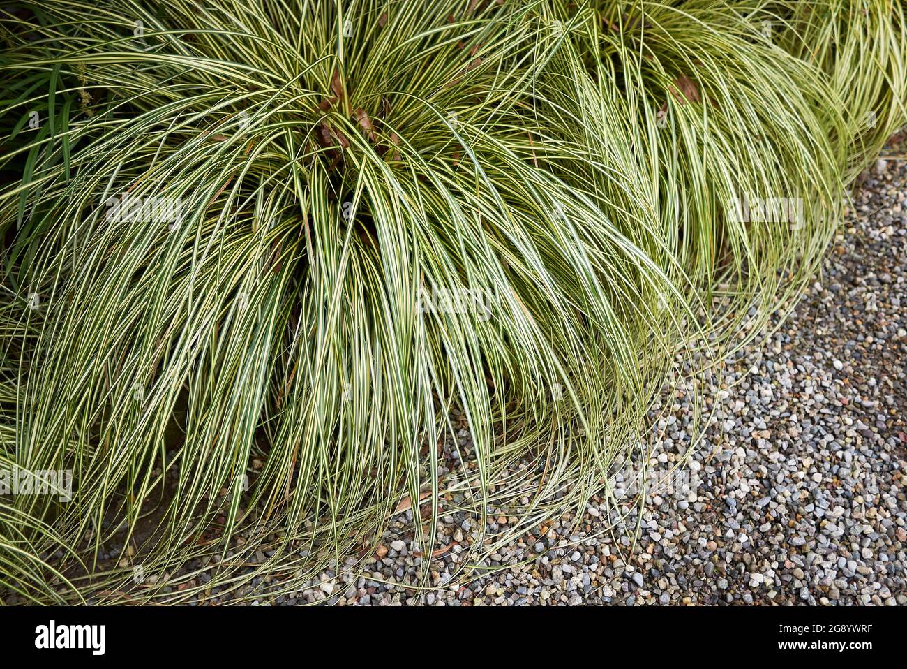 Feuilles variégées de Carex oshimensis Banque D'Images