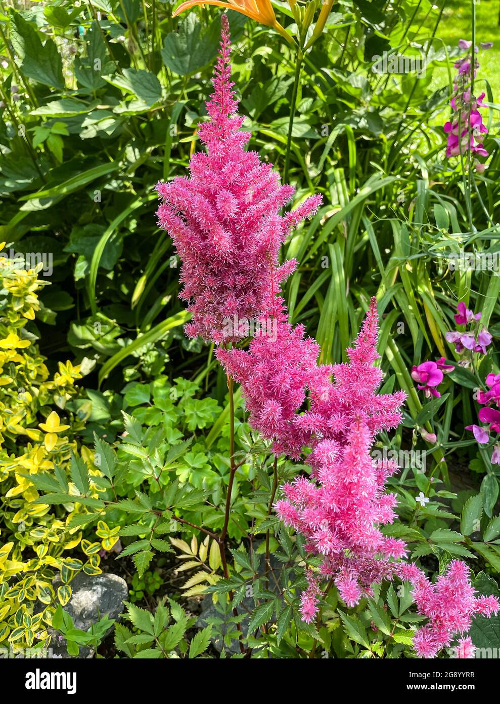 Lance Astilbe chinensis fleurit dans le jardin en été Banque D'Images