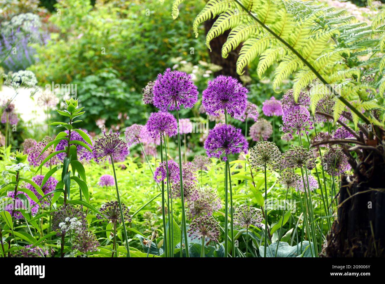 Violettes Alliums fleurs (ail cultivé) et fougères vertes (Polypodiopsida) cultivées ensemble à RHS Garden Harlow Carr, Harrogate, Yorkshire, Angleterre, Royaume-Uni. Banque D'Images