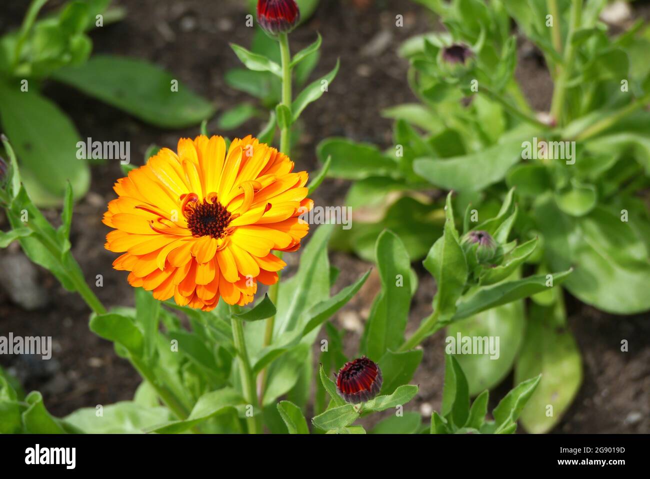 Jaune/Orange Calendula officinalis (Pot/Common/Scotch) Marigold Daisy Flower aux frontières de RHS Garden Harlow Carr, Harrogate, Yorkshire, Angleterre. Banque D'Images