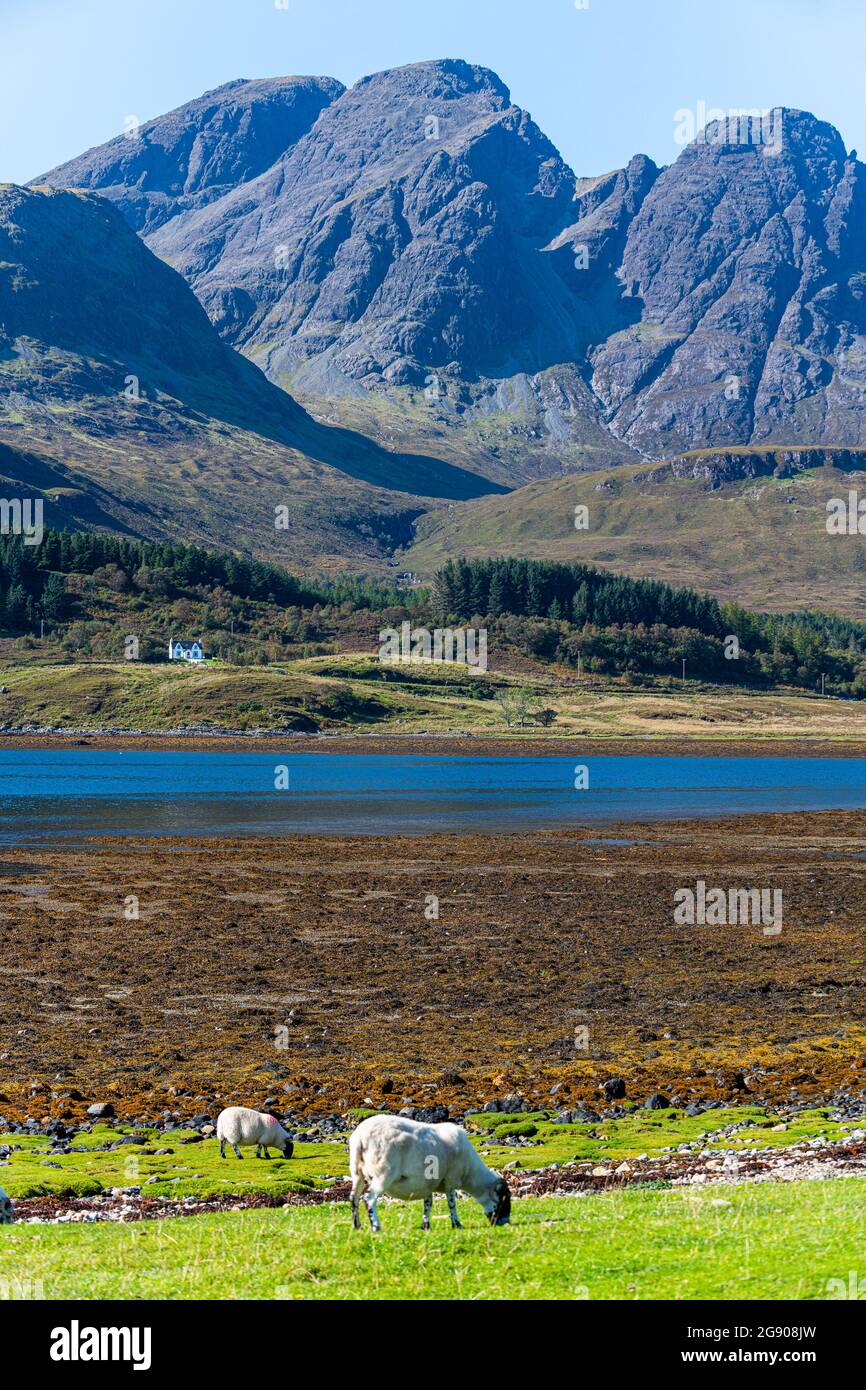 Royaume-Uni, Écosse, moutons paissant près des rives du Loch Slapin avec les montagnes Black Cuillin en arrière-plan Banque D'Images