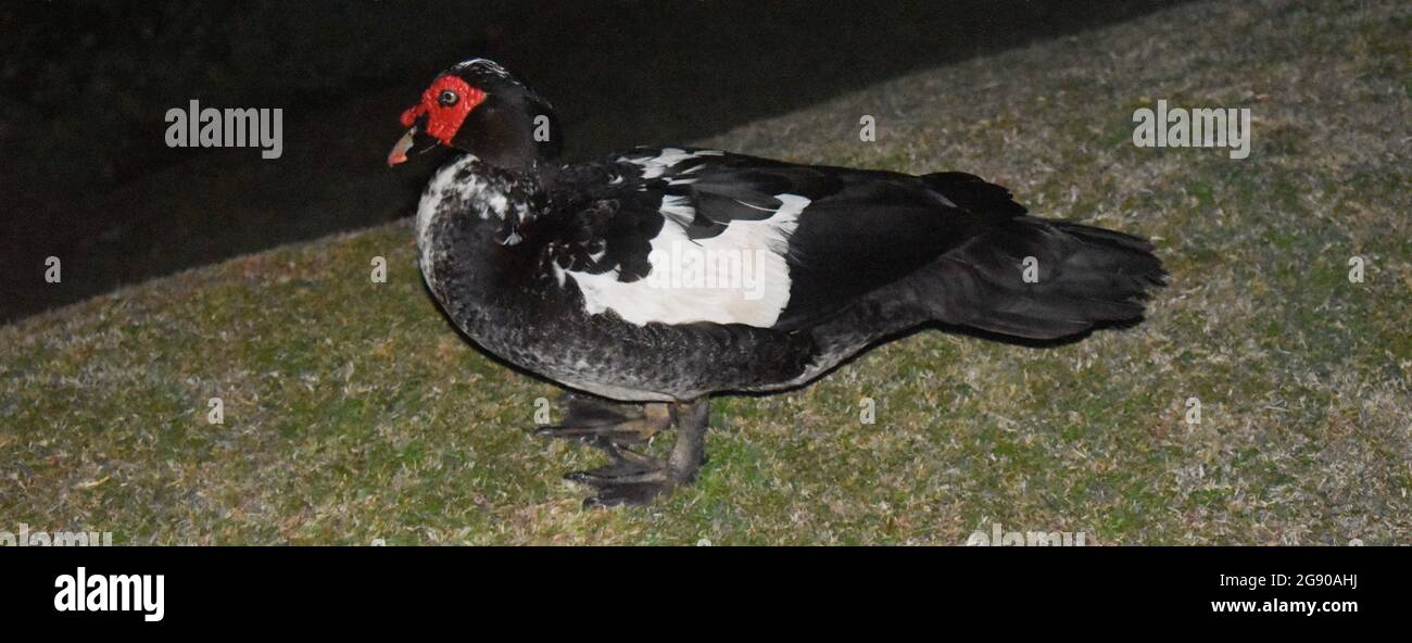 Le canard de Muscovy est un grand canard originaire des Amériques. De petites populations reproductrices sauvages et sauvages se sont établies aux États-Unis. Colombo, Sri Lanka. Banque D'Images