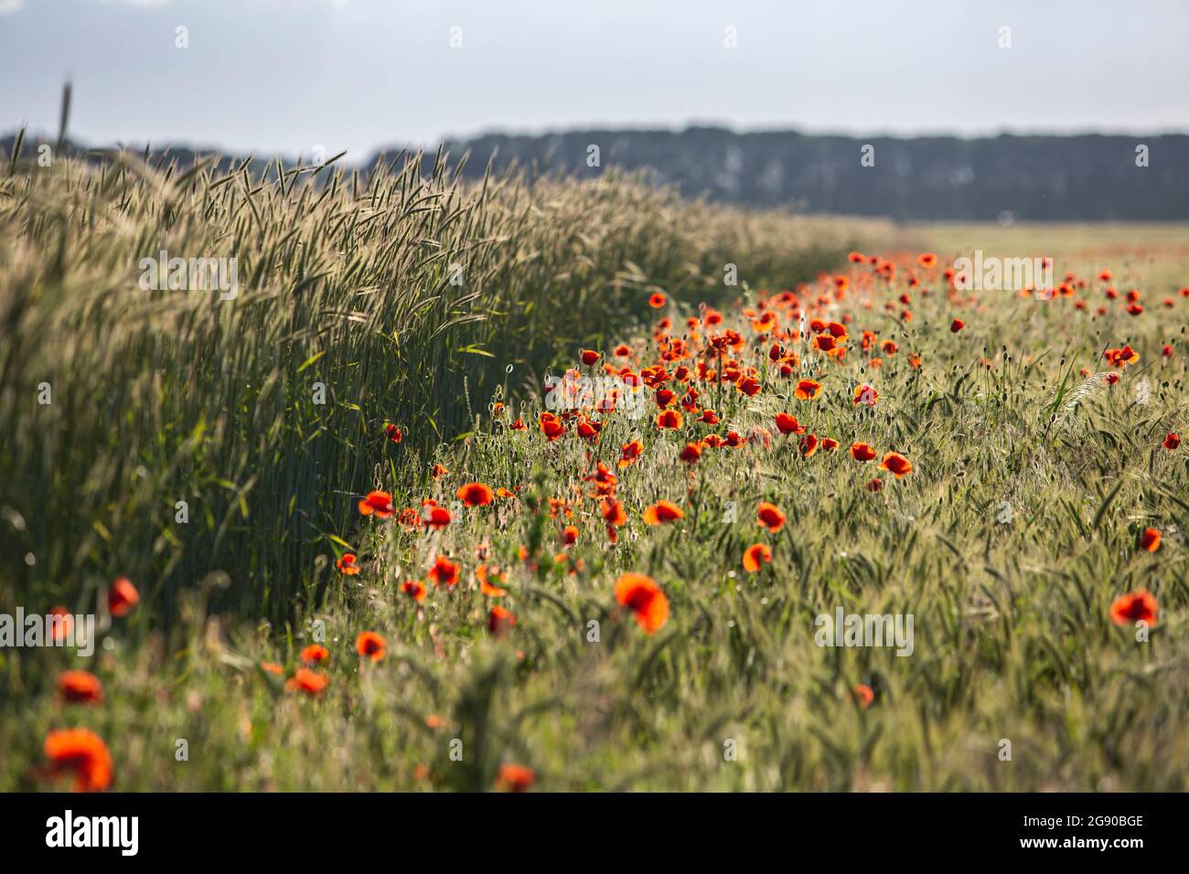 Les coquelicots rouges fleurissent dans les prairies de campagne Banque D'Images