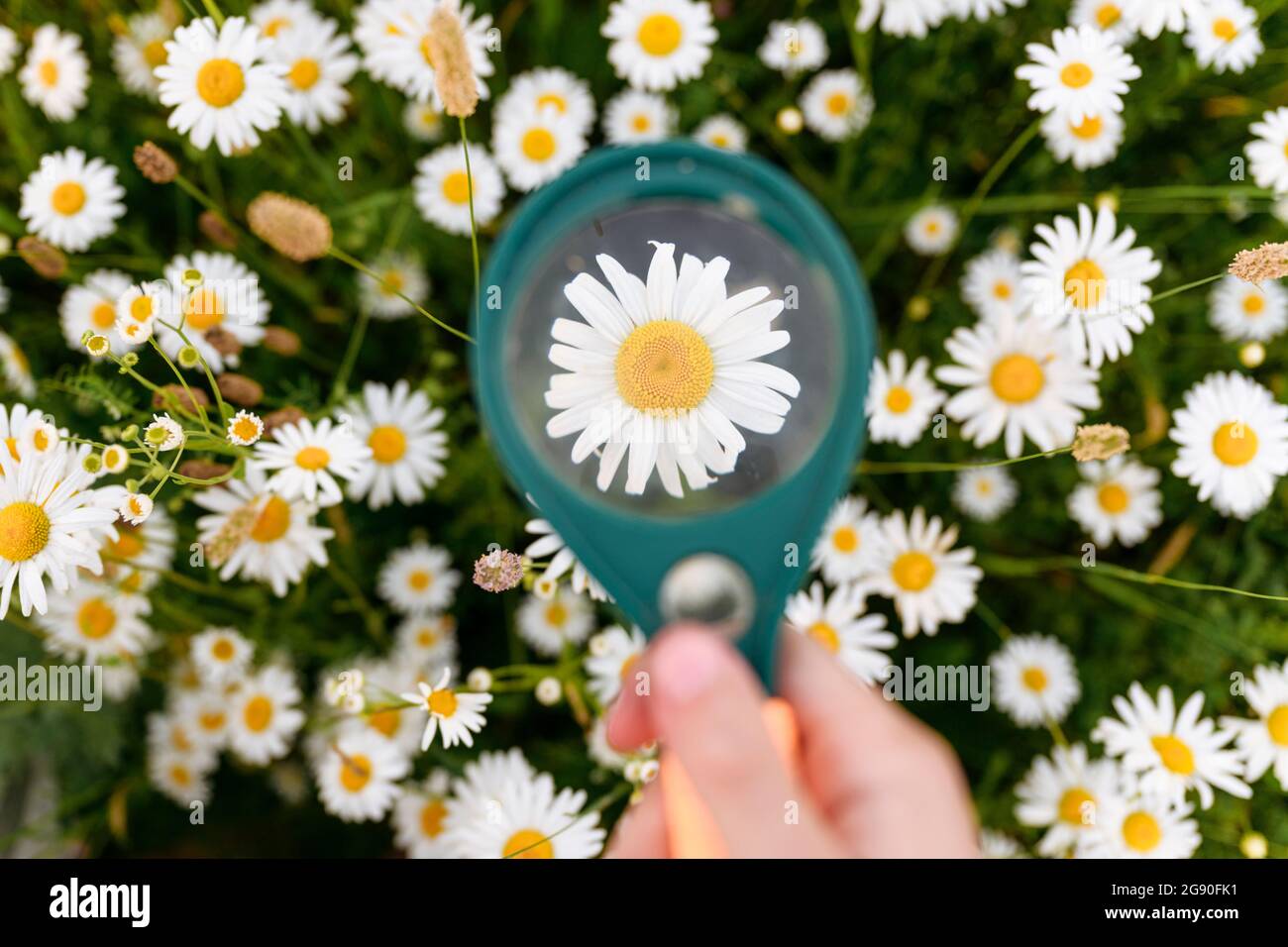 Garçon tenant une loupe sur le champ de fleurs de camomille Banque D'Images