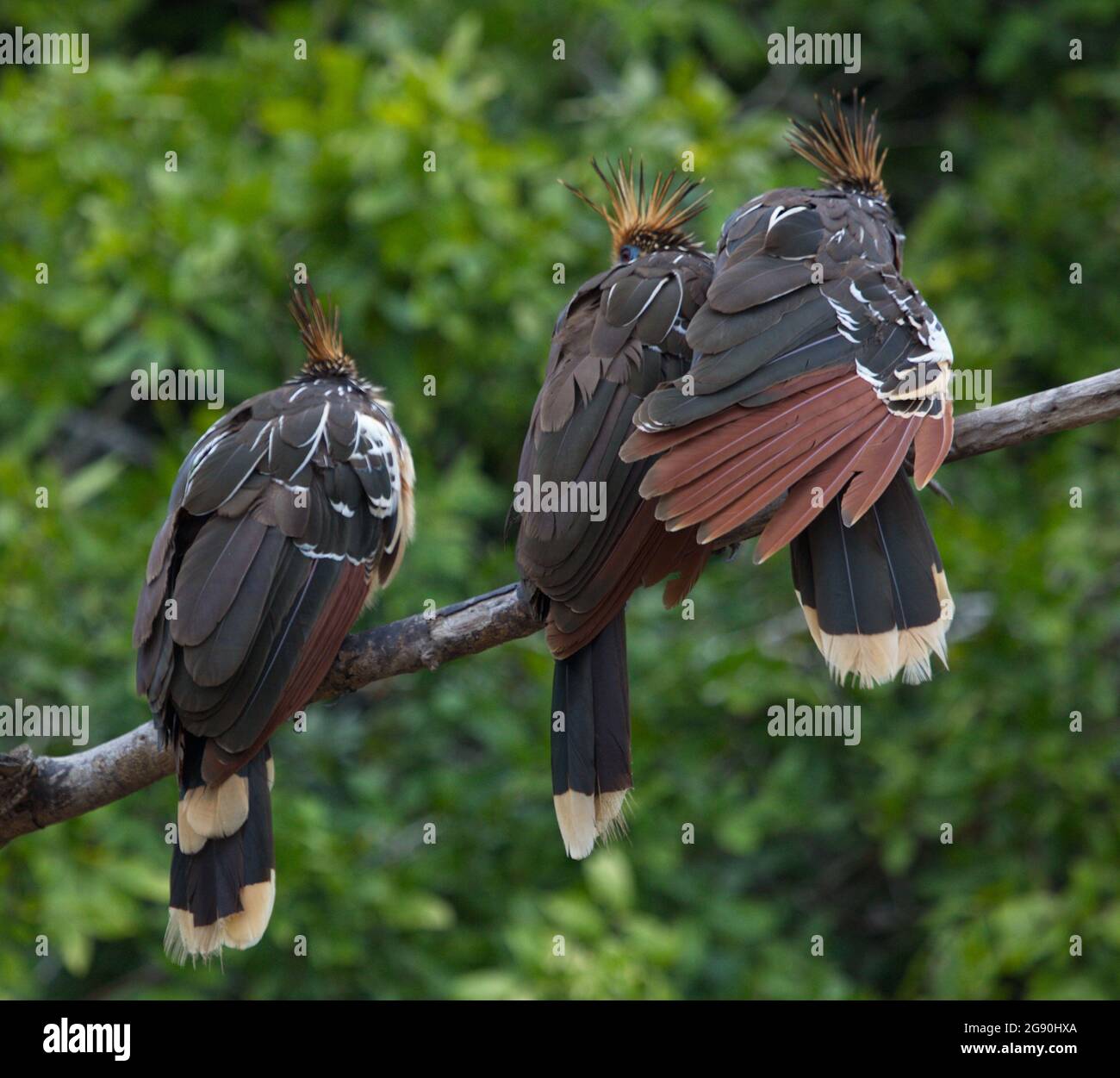 Groupe d'oiseaux hoatzin (Opisthocomus hoazin) colorés assis ensemble sur la branche de Pampas del Yacuma, Bolivie. Banque D'Images