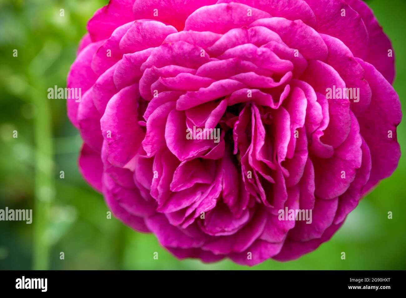 Rose vif, fleur de jardin macro photo de mise au point douce sélective Banque D'Images Rose vif, fleur de jardin macro photo de mise au point douce sélective Banque D'Images