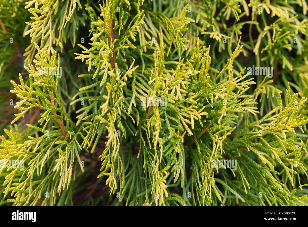 Feuilles vert jaune de thuja, cultivar décoratif avec des branches dorées Banque D'Images