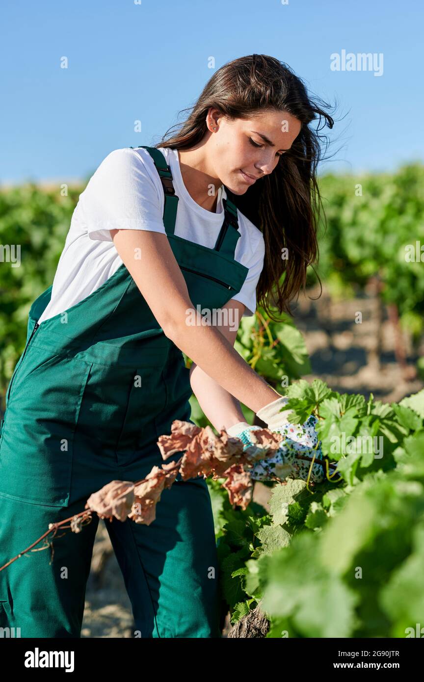 Agricultrice travaillant dans le vignoble pendant la journée ensoleillée Banque D'Images