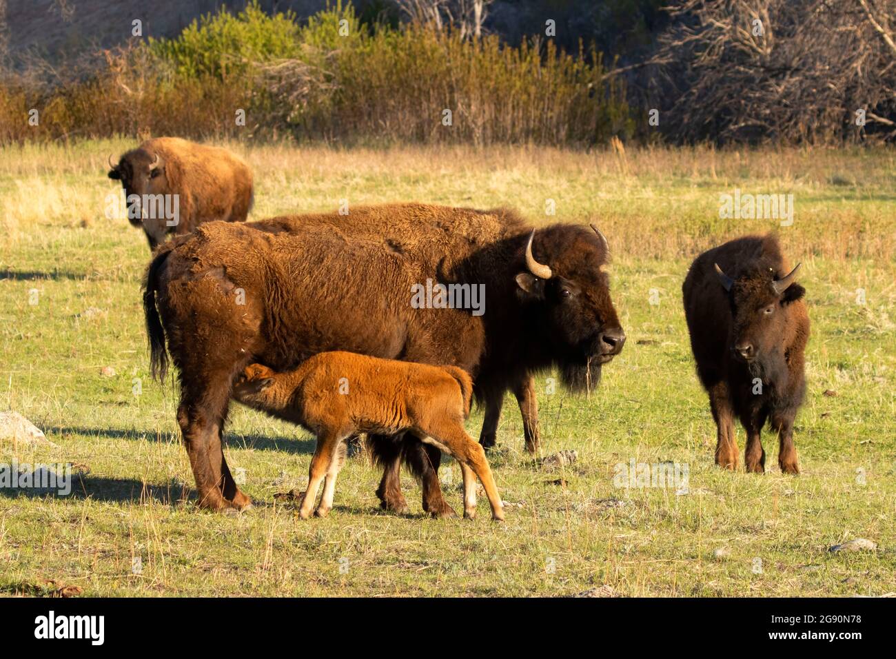 Bison, parc national Custer, Dakota du Sud Banque D'Images