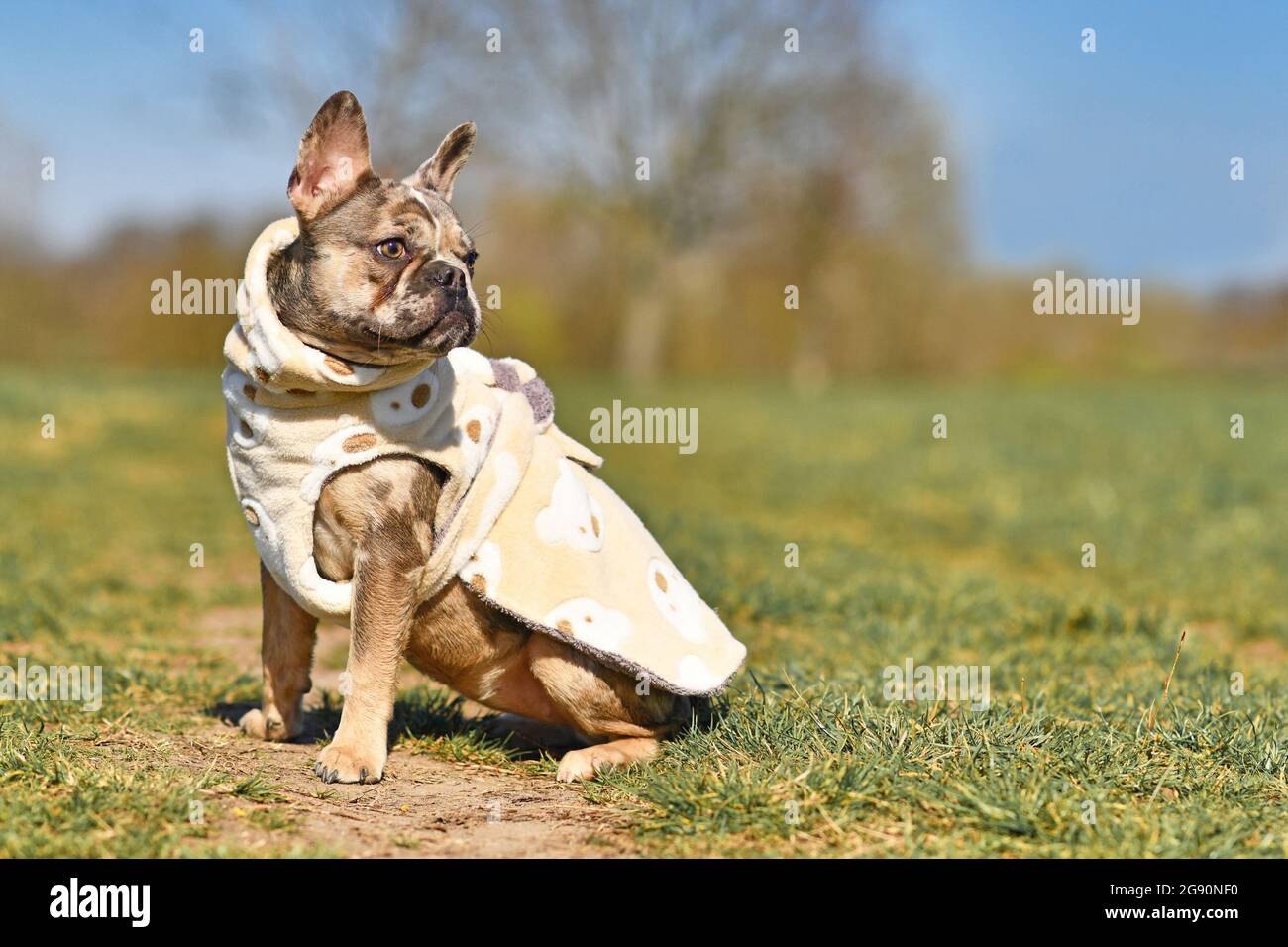 Bouledogue français de couleur merle Banque de photographies et d'images à  haute résolution - Alamy