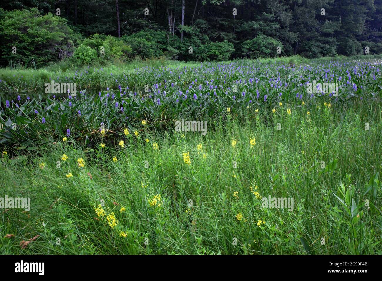 Une zone humide eutrophique d'eau douce contenant du pickereleeed, du nénuphars blanc et de la salicaire jaune sur Promise Land Lake, dans la montagne Pocono de Pennsylvanie Banque D'Images