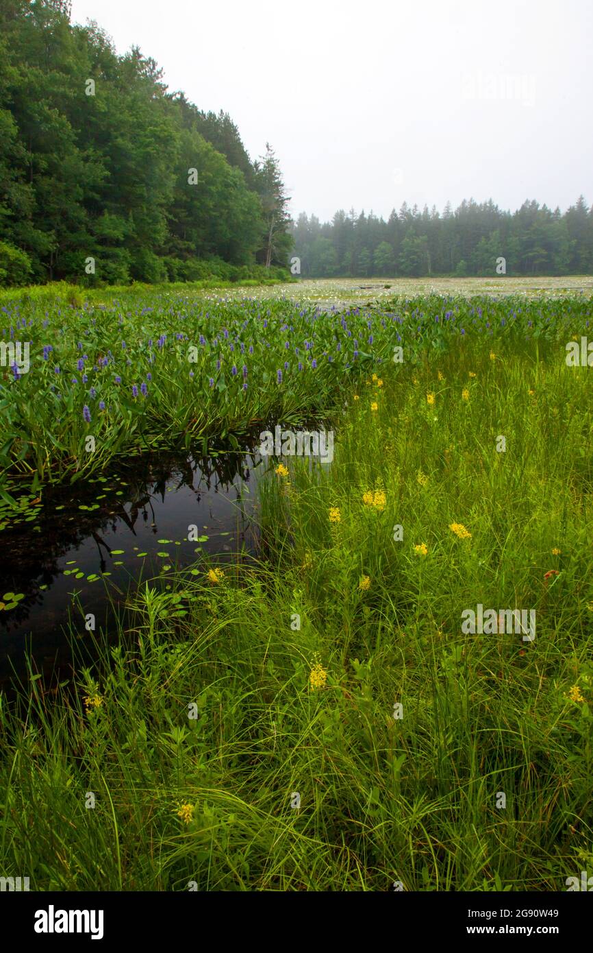 Une zone humide eutrophique d'eau douce contenant du pickereleeed, du nénuphars blanc et de la salicaire jaune sur Promise Land Lake, dans la montagne Pocono de Pennsylvanie Banque D'Images