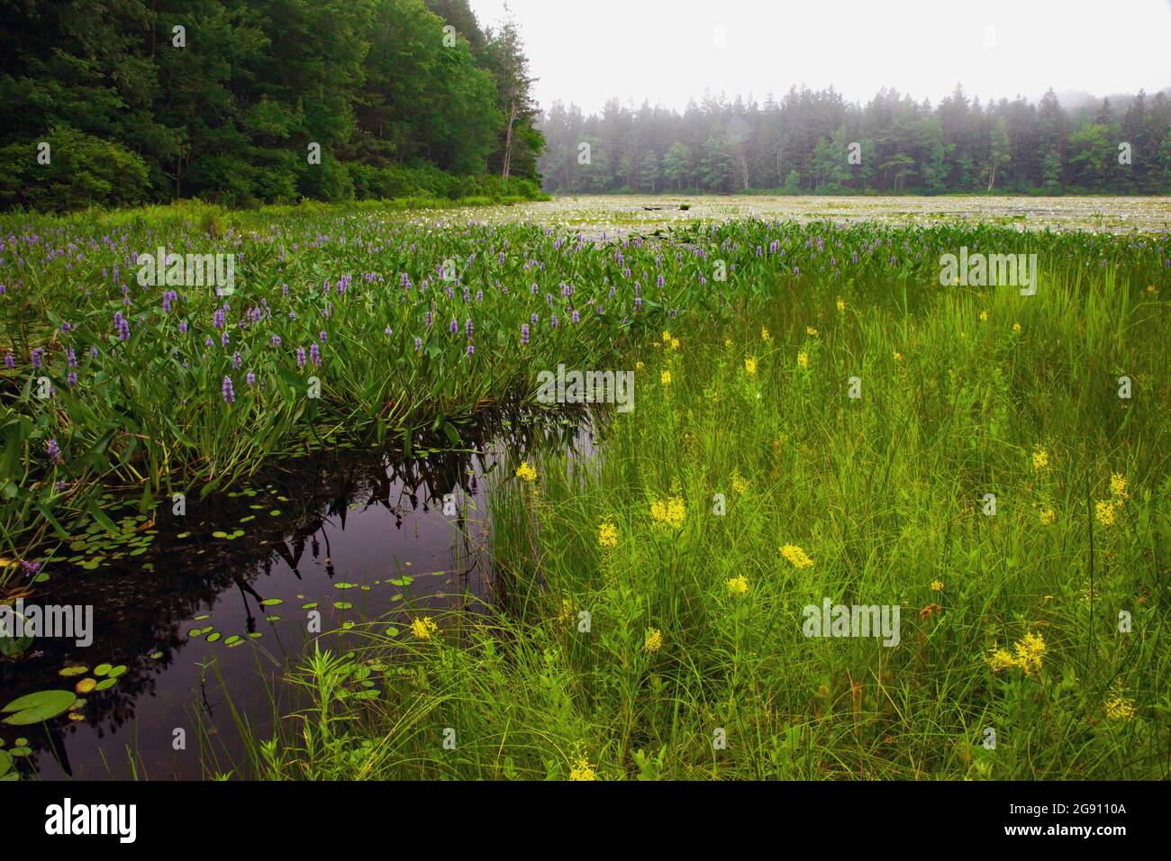 Une zone humide eutrophique d'eau douce contenant du pickereleeed, du nénuphars blanc et de la salicaire jaune sur Promise Land Lake, dans la montagne Pocono de Pennsylvanie Banque D'Images